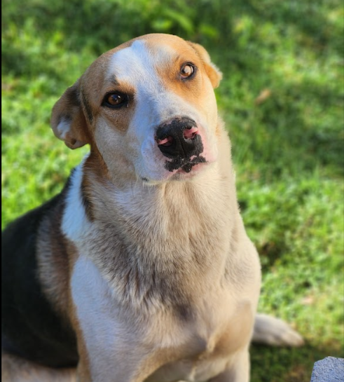 Gordo